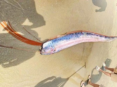 Cá hố rồng dài gần 2m dạt vào bờ biển Đà Nẵng