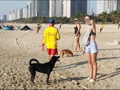Đà Nẵng chấn chỉnh tình trạng du khách thả chó ở bãi biển
