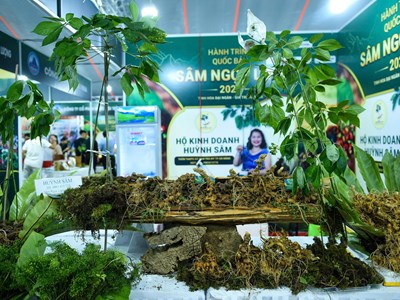 Đà Nẵng đưa Sâm Ngọc Linh lên Sàn giao dịch OCOP trên Grab