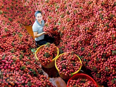 Hợp tác đưa vải thiều Bắc Giang xuất khẩu kịp thời, thuận lợi