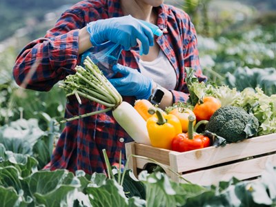 Tránh bị lừa đi xuất khẩu lao động ngành nông nghiệp tại Australia