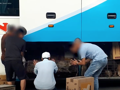 “Đường đến lò mổ” – Hành trình đau đớn của những chú chó, mèo 