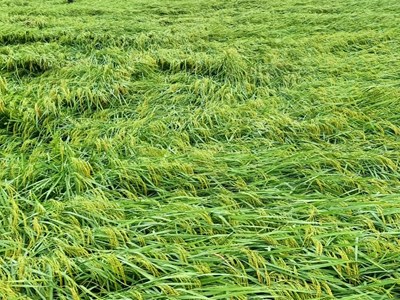 Hà Nội: Cảnh báo lũ ở sông Bùi, sông Tích