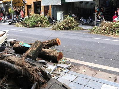 Hà Nội: Thu dọn cây xanh gãy, đổ sau cơn bão số 3