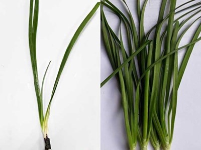 Ngộ độc do ăn nhầm cây cảnh trong nhà