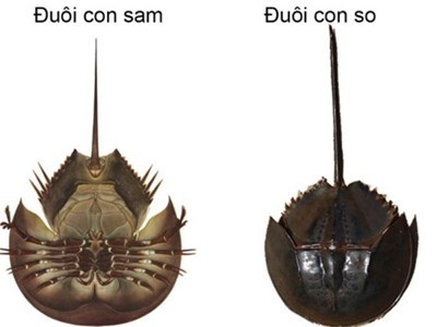 Ăn nhầm so biển, 2 người đàn ông nhập viện vì ngộ độc