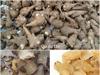 Củ ấu tầu chứa chất aconitin - thuốc độc bảng A