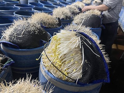 Lào Cai: Triệt phá 2 cơ sở dùng hóa chất độc hại làm giá đỗ bán ra thị trường