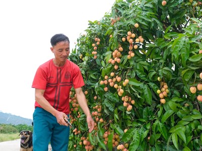Bắc Giang đề nghị đảm bảo an toàn thực phẩm để giữ gìn thương hiệu vải thiều