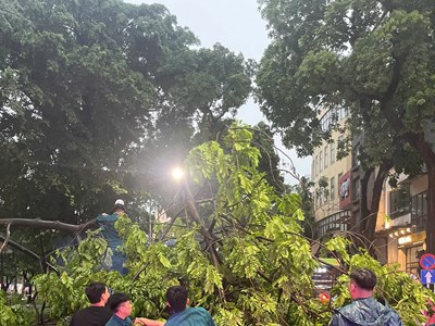 Hà Nội: Nhân dân cùng lực lượng chức năng dọn cây xanh đổ, gãy sau cơn giông