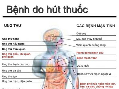 Ngoài tim và phổi, những cơ quan nào bị tác động bởi khói thuốc lá?