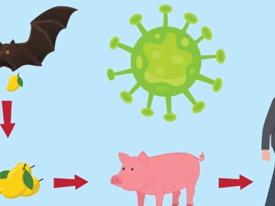 Làm thế nào để phòng lây nhiễm virus Nipah?