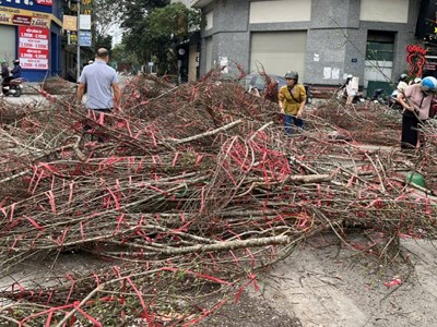 Người Hà Nội “hái lộc” từ cành đào bỏ đi