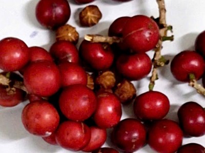Quả lạ khiến hơn 200 học sinh trường dân tộc bán trú nghi bị ngộ độc sau khi ăn