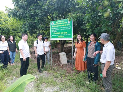 Minh Châu tìm hướng đánh thức tiềm năng du lịch sinh thái giữa sông Hồng