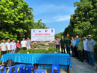 Trồng 3.000 cây gỗ bản địa phục hồi rừng trên đảo Cù Lao Chàm