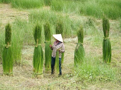 Quảng Nam thu hồi bằng công nhận làng nghề dệt chiếu An Phước