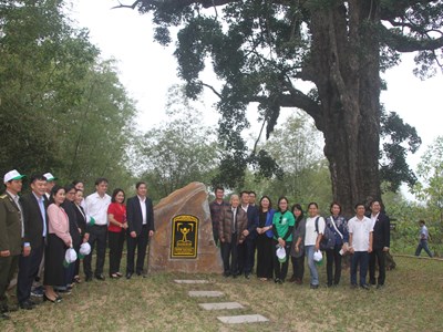 Cây rỏi mật hơn 500 năm tuổi ở Quảng Nam được công nhận Cây Di sản