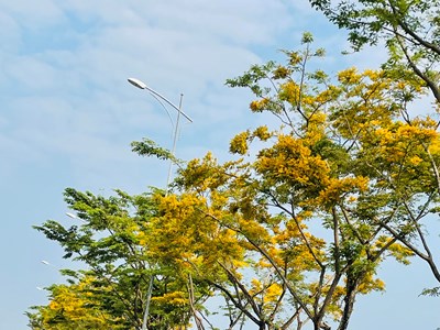 Rộn ràng lễ hội “Tam Kỳ - Mùa hoa sưa năm 2025”