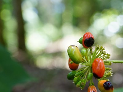 Phát triển trung tâm công nghiệp dược liệu với sâm Ngọc Linh là cây chủ lực