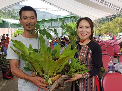 200 cây sâm “so tài” tại Hội thi sâm Ngọc Linh