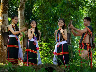 Mùa măng nứa Trà My- Quà tặng từ núi rừng