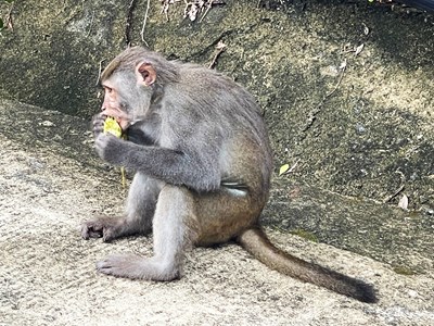 Khỉ vàng “đại náo” nhà dân ở Cù Lao  Chàm