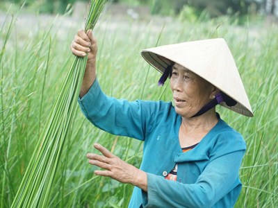 Dạo sông Thu Bồn, ngắm đồng lác xanh rì, nghe chuyện làng nghề 