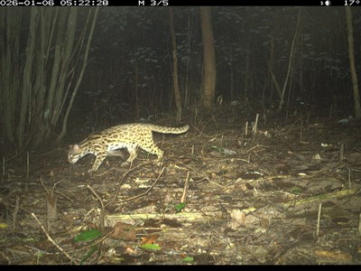 Ghi nhận sự hiện diện 27 loài động vật hoang dã tại khu vực rừng Mỹ Sơn