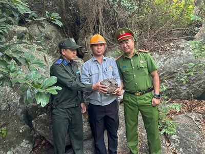 Giải cứu tê tê quý hiếm trôi dạt trên biển Cù Lao Chàm