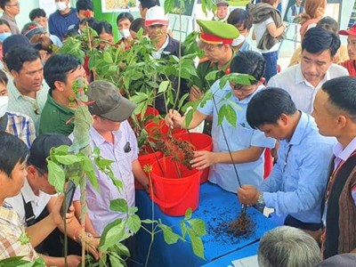 Tổ chức Hội thi sâm Ngọc Linh đẹp, mở sàn đấu giá gây quỹ 