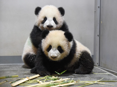 Buồn của Nhật Bản: 100.000 người đăng ký đến chia tay cặp gấu trúc song sinh về Trung Quốc, đánh dấu ngày không còn con gấu trúc nào trên lãnh thổ