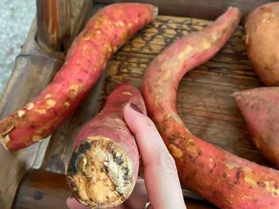 5 loại thực phẩm ngon bổ này sẽ hóa “thuốc độc” khi bị mốc, loại đầu tiên đang được bán với số lượng lớn: Nếu nhà bạn có, vứt bỏ ngay đi!