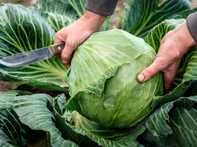 Bắp cải được phun formaldehyde thường có 3 đặc điểm, biết được bí mật này tôi đã không bao giờ mua bắp cải một cách mù quáng nữa!
