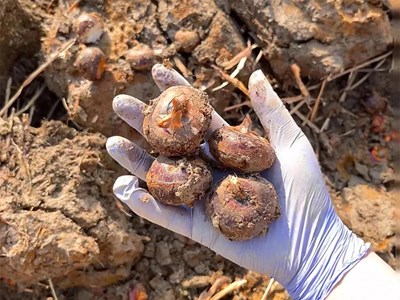 Thứ này ăn sống thì giải độc, nấu chín thì bổ phổi: Ngoài chợ sẵn nhiều giá chỉ vài nghìn mua đủ 1 bữa