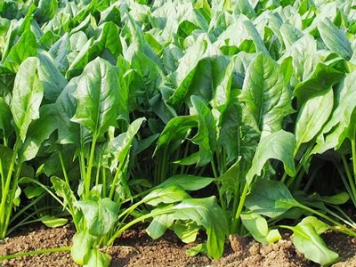 3 loại rau dưỡng gan, bổ khí huyết, ăn vào đến đâu người khỏe ra đến đó đang đầy chợ Việt