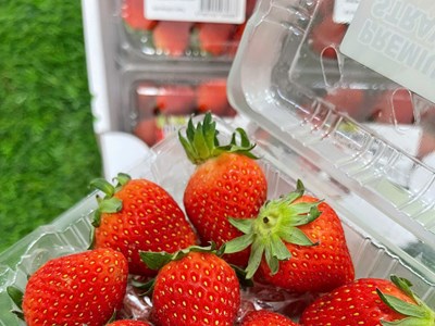 Dâu tây ở siêu thị có thể giữ tươi trong 1 tuần mà không bị thối, dâu tây bạn tự hái lại bị mốc chỉ sau 2 ngày: Câu trả lời không phải là chất bảo quản!
