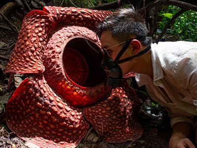 Bông hoa kỳ dị nhất hành tinh, nghe tên thấy “rùng mình“