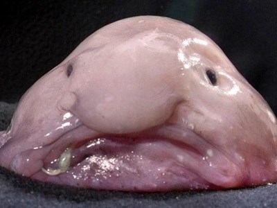 Cận cảnh loài cá xấu xí nhất hành tinh: Liệu bạn có dám thưởng thức?