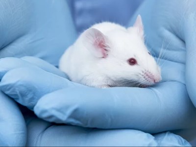 Kết hợp thuốc điều trị ung thư giúp chuột sống lâu hơn 30%