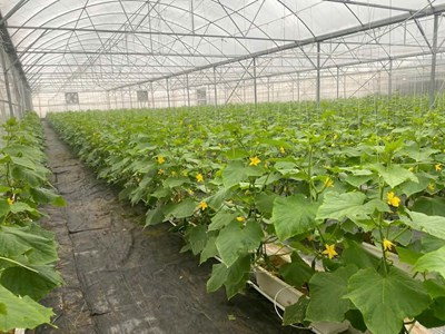 Bắc Ninh phát triển nông nghiệp công nghệ cao