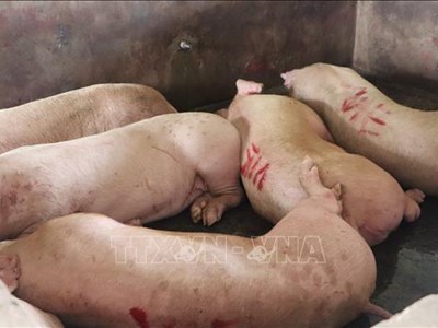 Hậu Giang thành lập đoàn kiểm tra các cơ sở giết mổ gia súc