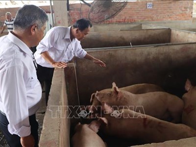 Kiểm tra, làm rõ hình ảnh lợn nhiễm bệnh lan truyền trên mạng xã hội