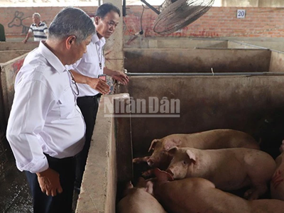 Kết quả xác minh: Việc đóng dấu kiểm soát giết mổ của Công ty C.P sai quy định