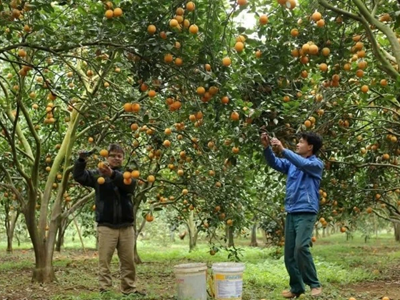 Ứng dụng khoa học-công nghệ vào sản xuất cây ăn quả