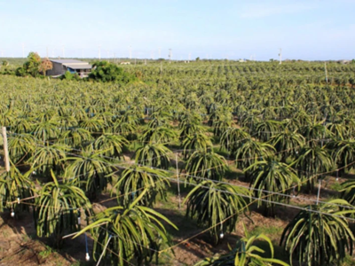 Ứng dụng công nghệ chiếu sáng, tăng năng suất cây trồng