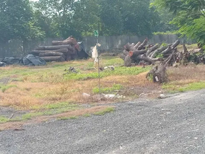 Đốn hạ cây xanh đô thị, gỗ bán đi đâu?