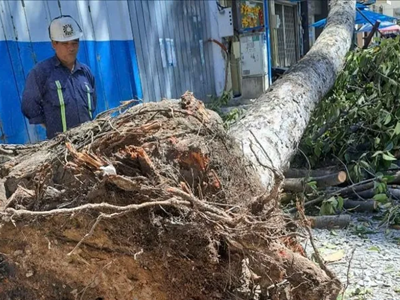 Xây dựng tiêu chuẩn trồng và quản lý cây xanh