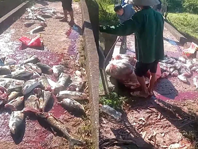 Kiểm tra hiện tượng cá chết tại thủy điện Kẻ Gỗ