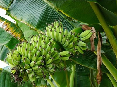 Biến phế phẩm từ cây chuối U Minh Thượng thành đồ mỹ nghệ